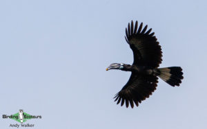 Southern Thailand birding tours