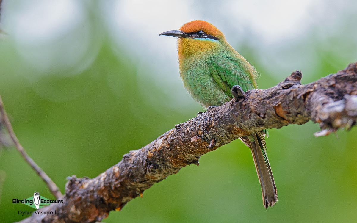 Tanzania birding tours