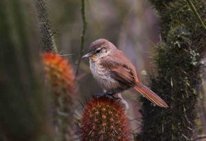 Central Peru birding tour