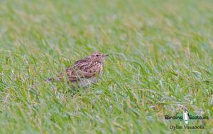 Bulgaria winter birding tours