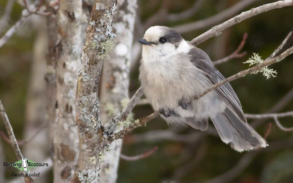 Maine birding tours