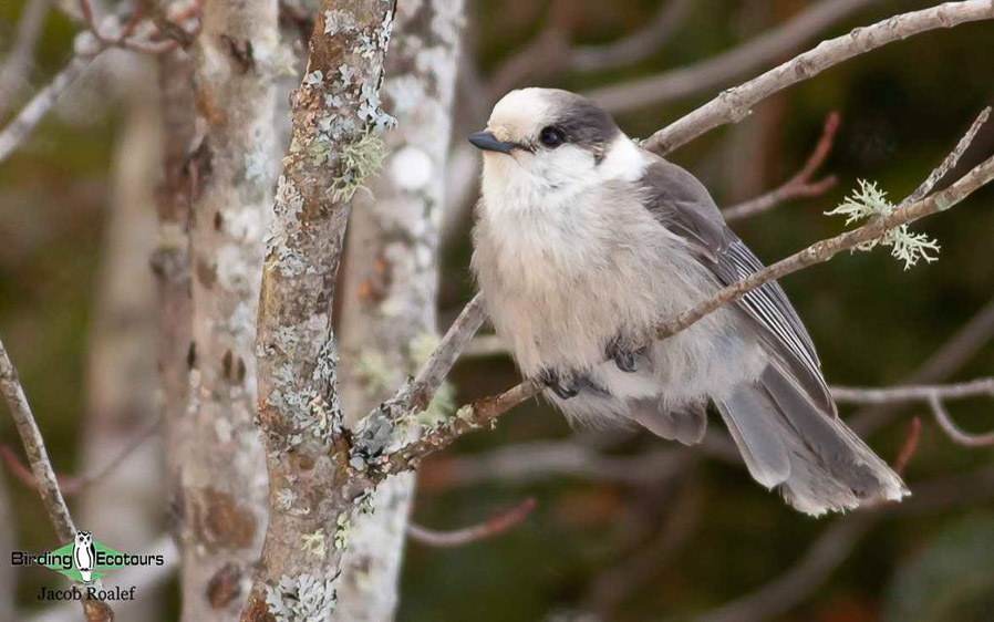 Wyoming birding tours