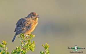 Cape, Namaqualand and Kalahari birding tours