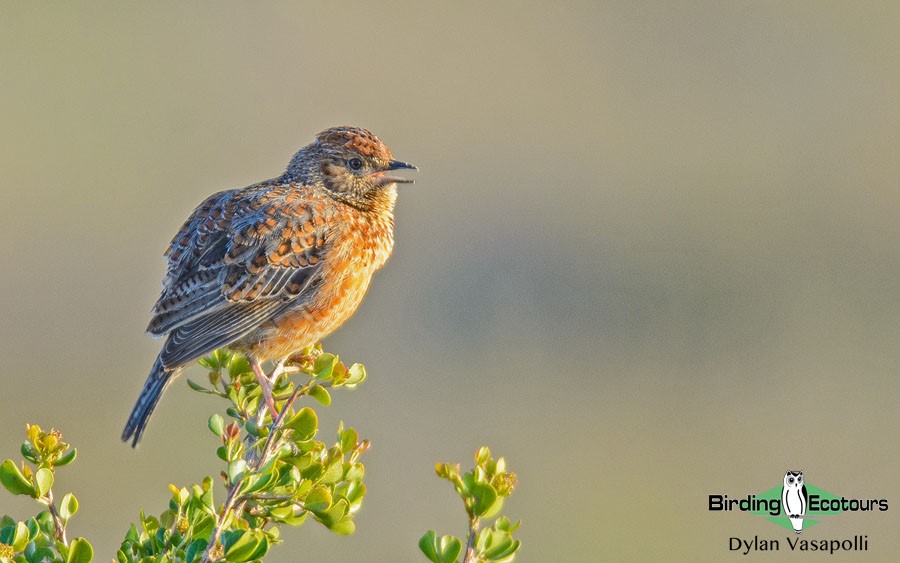 Cape, Namaqualand and Kalahari birding tours