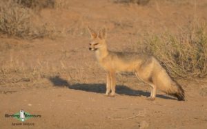 Kalahari mammal and birding tour