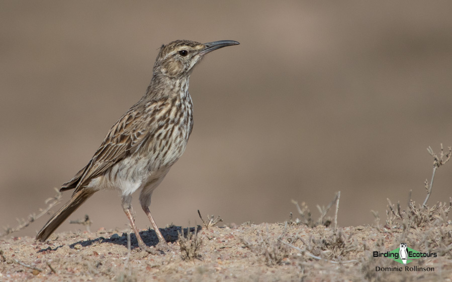 Cape, Namaqualand and Kalahari birding tours