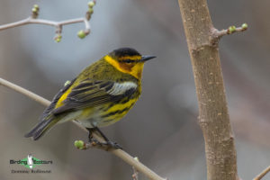 Maine birding tours