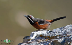 Cape, Namaqualand and Kalahari birding tours