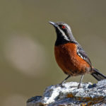 Best of Cape Town and beyond birding tours