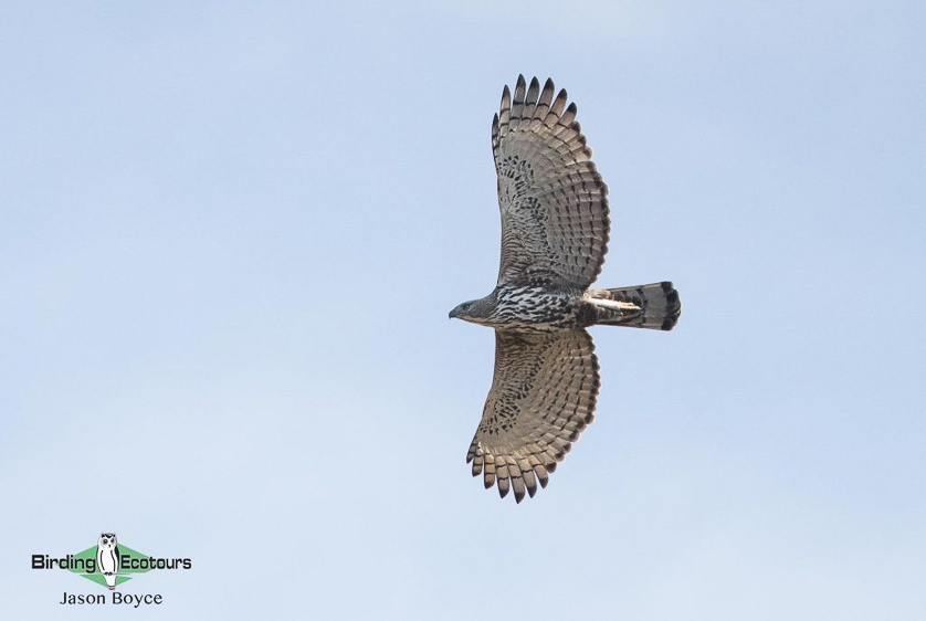 Sri Lanka birding tours