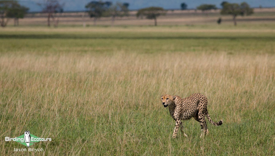 Tanzania birding tours