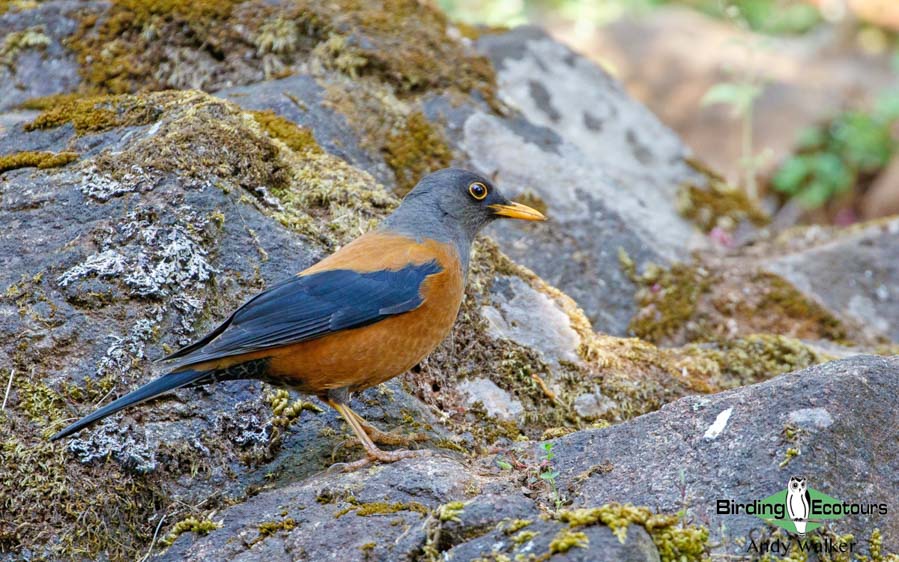 China birding tours