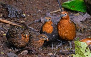 Colombian birding tours