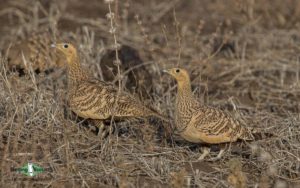 Cameroon birding tours