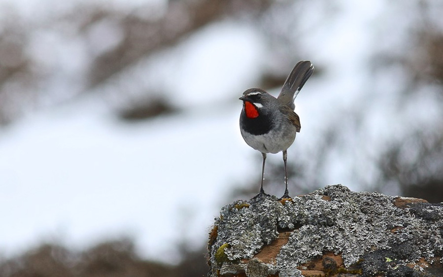 Qinghai birding tours