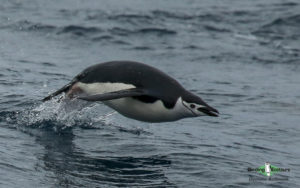 Antarctica birding tours