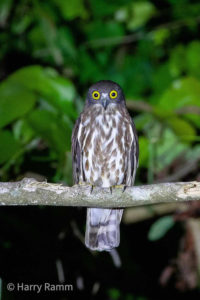 The Philippines birding tours