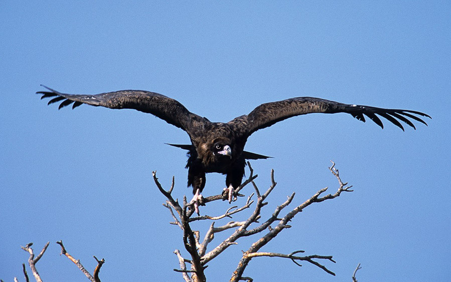 Greece birding tours