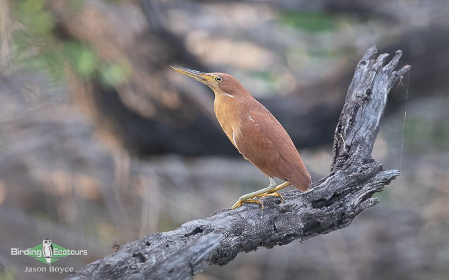 Sri Lanka birding tours