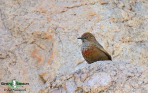 Cape, Namaqualand and Kalahari birding tours