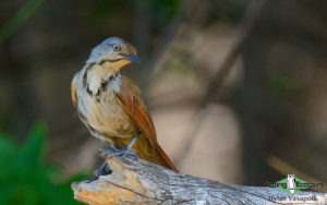 Zimbabwe birding tours