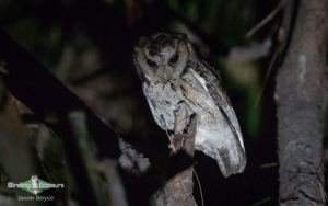 Himalayas birding tours