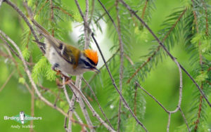 Bulgaria winter birding tours