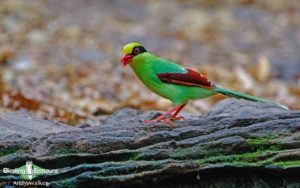 Himalayas birding tours