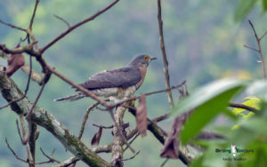Sri Lanka birding tours