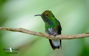 Costa Rica specialties birding tour