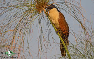 Namibia, Okavango and Victoria Falls birding tours