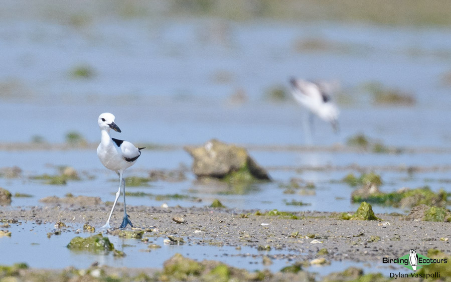 Northwest India birding tours