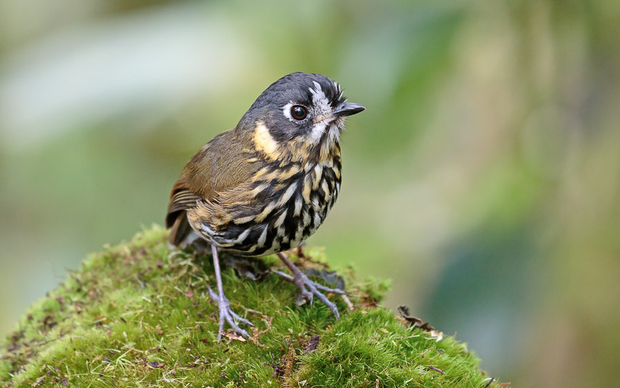 Colombian birding tours