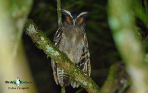 Costa Rica Birding Escape