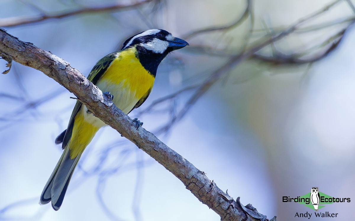 Southwest Australia birding tours