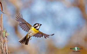 Southwest Australia birding tours