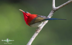 Himalayas birding tours