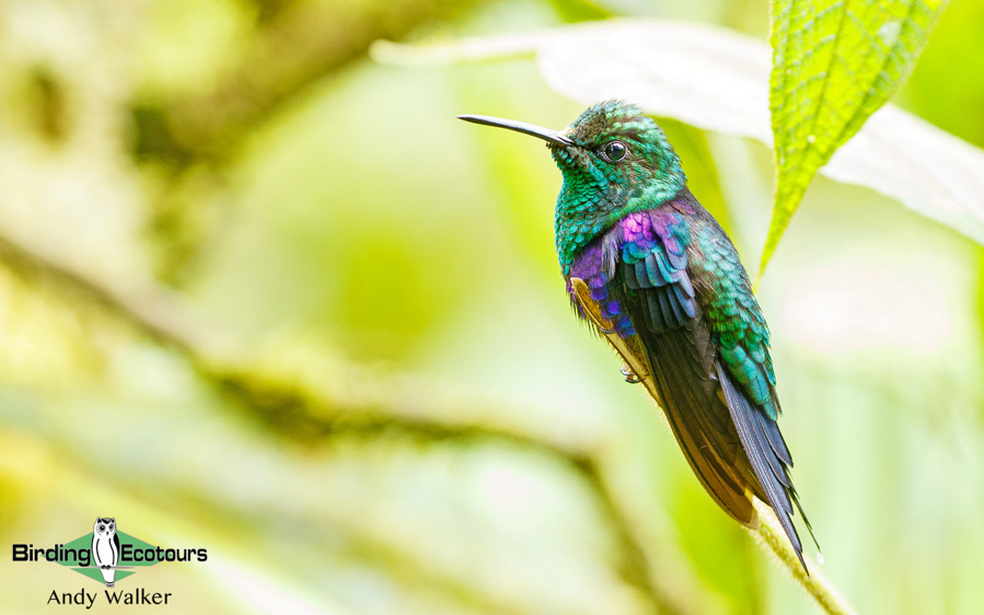 Colombia birding tours