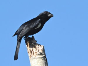 Cuban birding tours