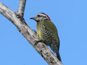 Cuban birding tours