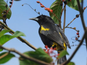 Cuban birding tours