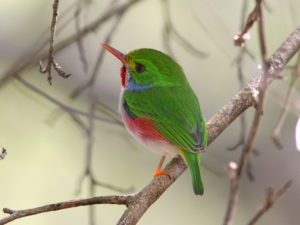 Cuban birding tours