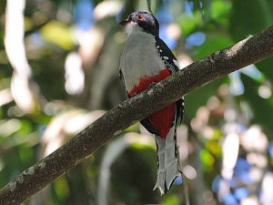 Cuba birding tours