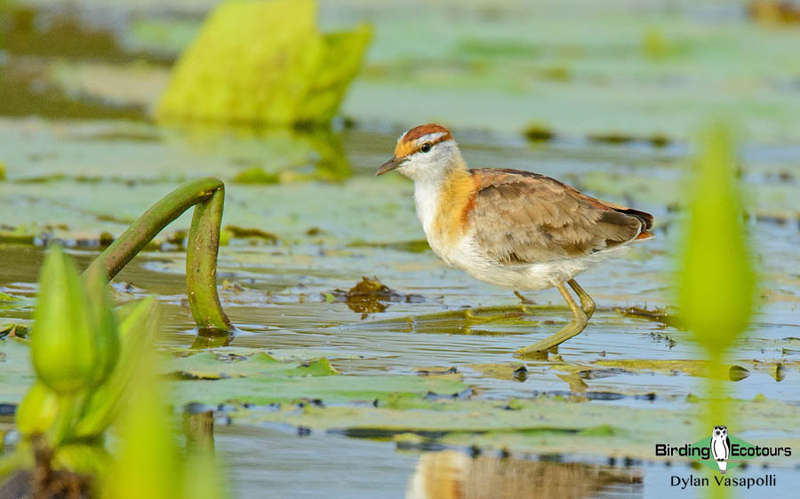 Zimbabwe and Mozambique birding tours