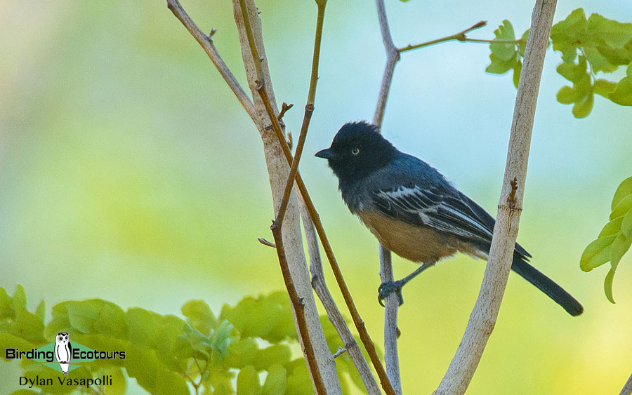 Namibia, Okavango and Victoria Falls birding tours