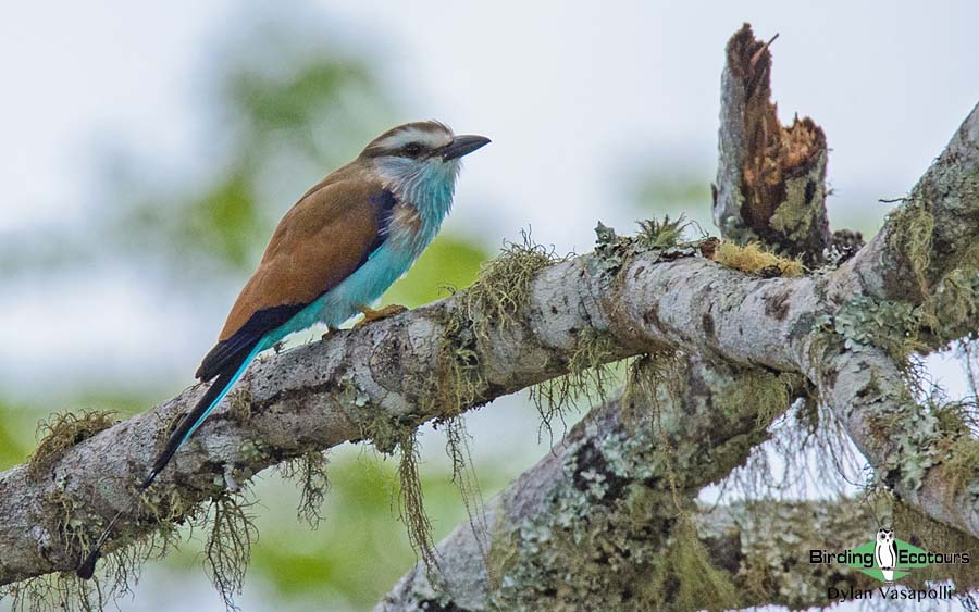 Zimbabwe and Mozambique birding tours