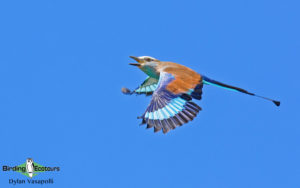 Namibia, Okavango and Victoria Falls birding tours