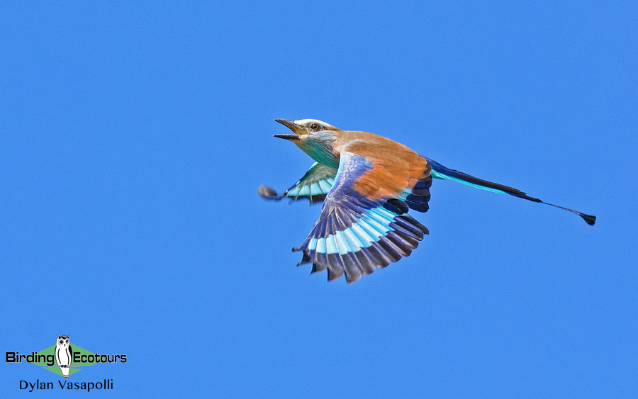 Namibia, Okavango and Victoria Falls birding tours