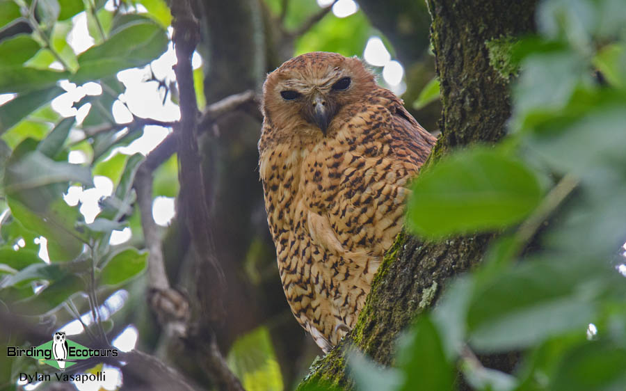 Namibia, Okavango and Victoria Falls birding tours