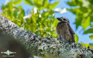 Zimbabwe and Mozambique birding tours